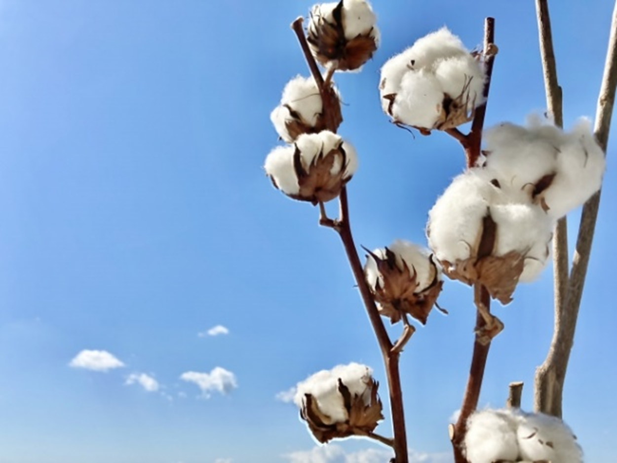 cotton