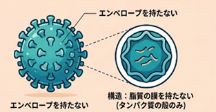 ノンエンベロープウイルスの画像